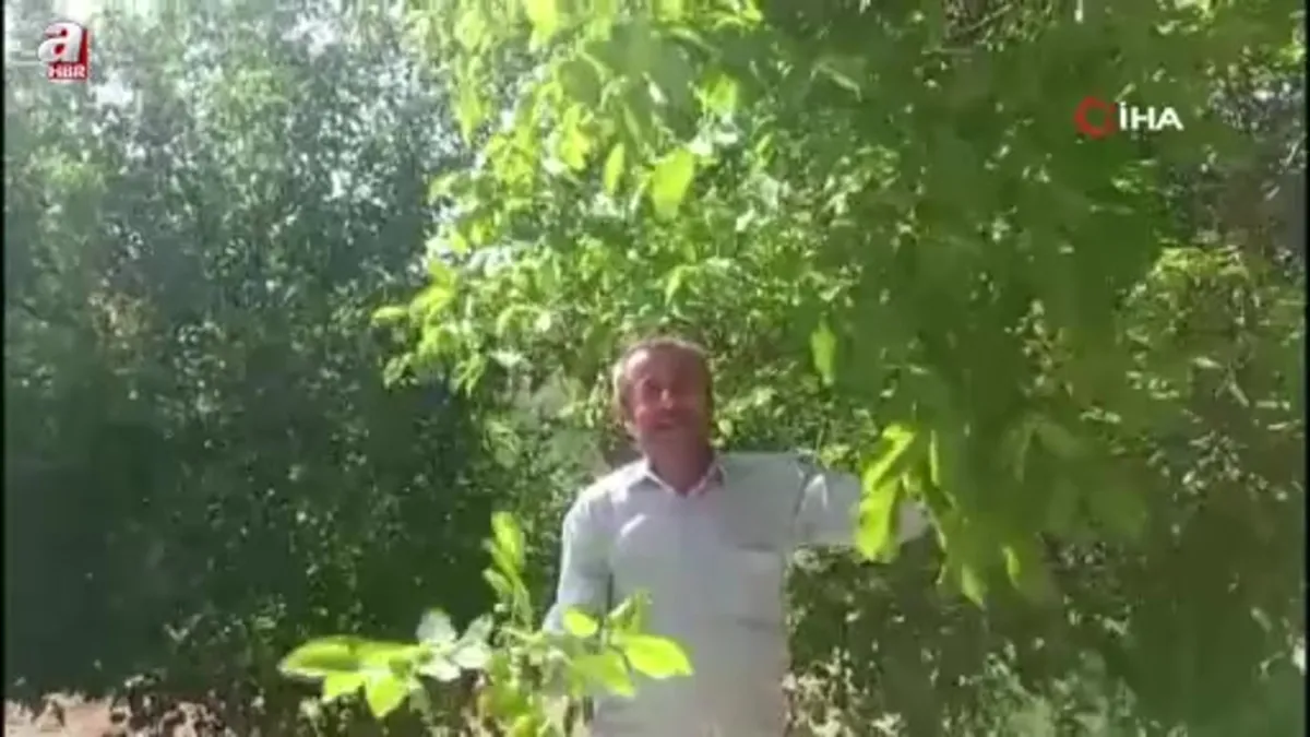 Malatya'da mevsim dışında meyve veren ceviz ağaçları şaşırttı