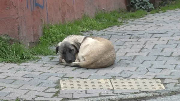 1642675122881.jpg İstanbul'da 'köpek' kavgası: Hayvana taş attım - 2