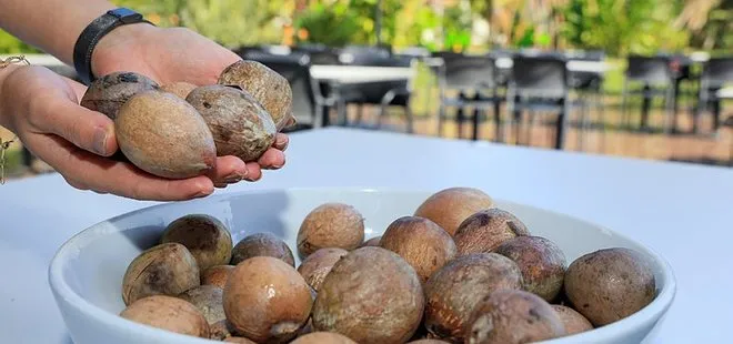 Avokado talebine yetişemeyen üreticiler çekirdek toplamaya başladı
