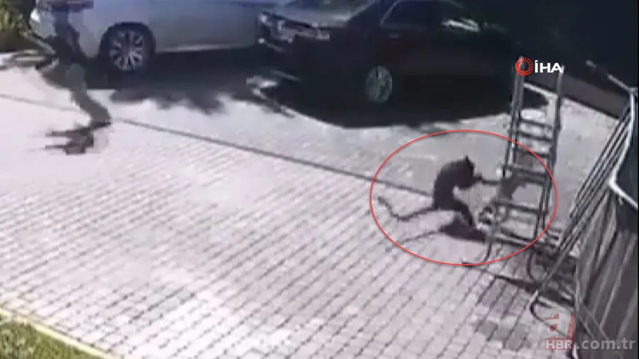 Maymun böyle kaçırdı! Halk seferber oldu 11
