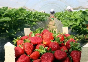 Çilek üreticisinde 'Rus pazarı' sevinci