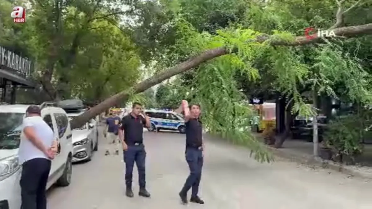 Samsun’da ağaç otomobilin üzerine devrildi