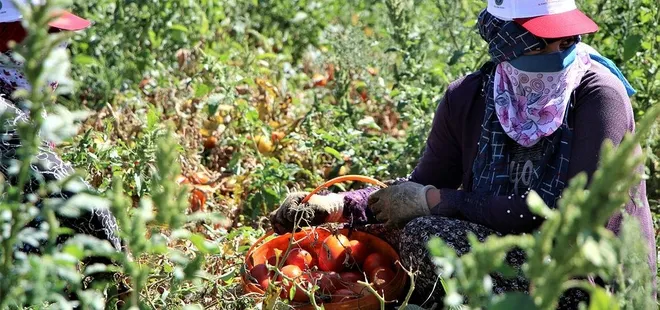 Domates tarlada 1 markette 5 lira!