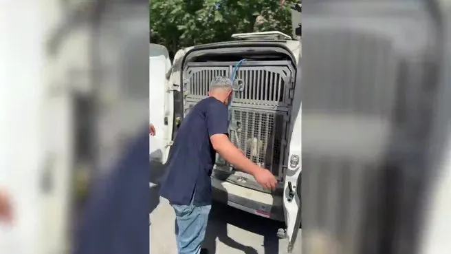 CHP’li Belediye köpekleri sokağa saldı!