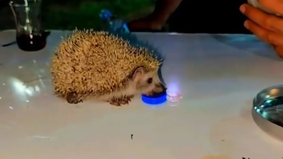 Siirt'te susayan kirpiye vatandaşlar su içirdi