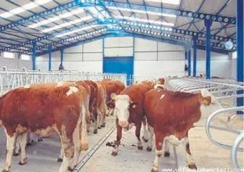 Ette ithalatı OSB bitirecek