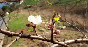 Birçok hastalığı beraberinde getirecek