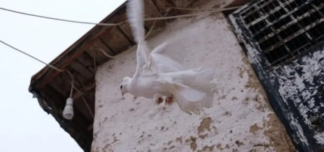 Konya’da kuşçuluk yapan Seyit Mehmer Gürler araba fiyatına güvercin satıyor