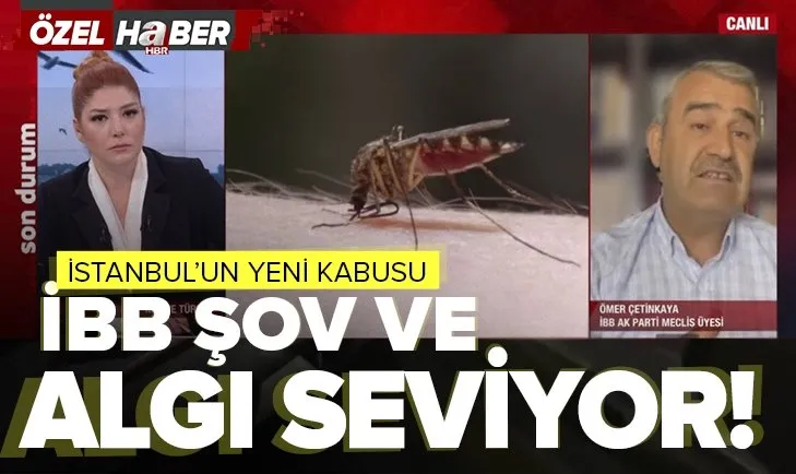 İstanbul’da sivrisinek kabusu! A Haber’de CHP’li İBB’ye sert tepki: Algı ve şov yapmayı seviyor! O da sivrisineği kovmuyor