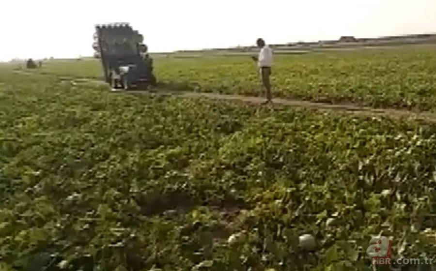 Yamyam çekirge o ilimizde yeniden ortaya çıktı 🦗 Kendi türünü yerken görüntülenmişti 12