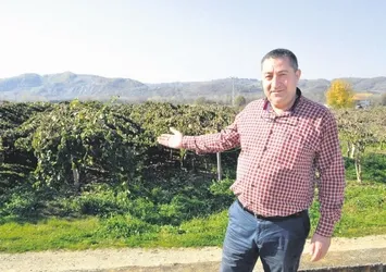Hobi amaçlı başladı 450 ton kivi üretiyor