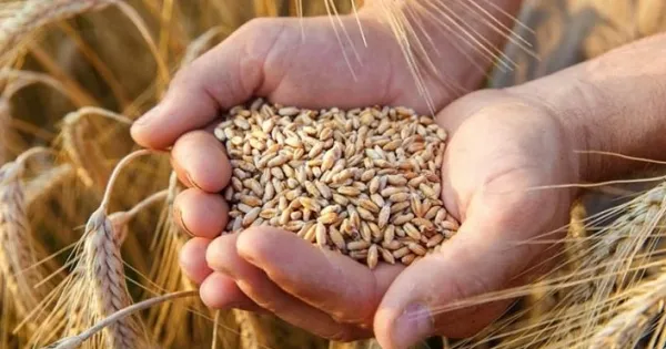 Türkiye’den 7 ayda 4 milyar 803 milyon 497 bin dolarlık hububat ihracatı