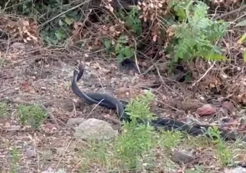 Yılanların dansı görüntülendi