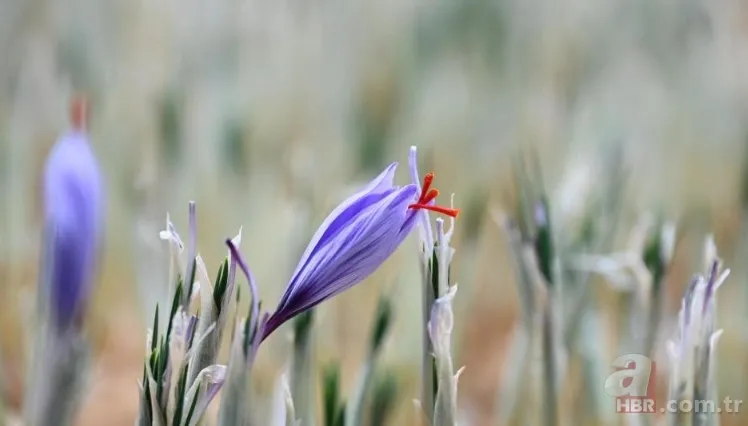 Türkiye'de bir ilk! Kilosu 450 bin TL, gram gram satılıyor: Bir avuç fiyatı şaşkına çeviriyor 7