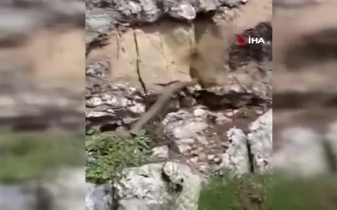 Elazığ’da yürekleri ağızlara getiren anlar! 2 metrelik dev yılan...