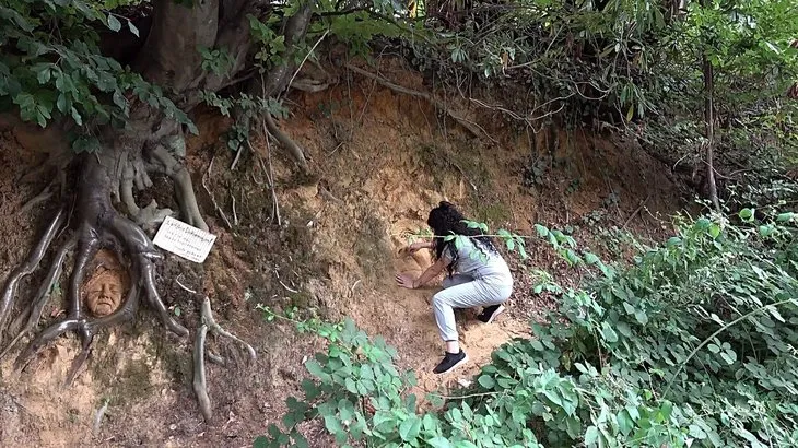 Bu yazıyı gören şaştı kaldı! Meyve bıçağıyla ağaç köklerine…
