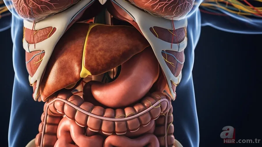 Karaciğer, böbrek, beyin: Vücut kendini nasıl temizliyor? 3