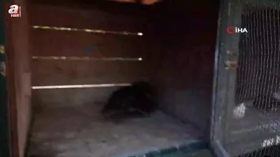 Yılan kartalı doğaya kavuştu