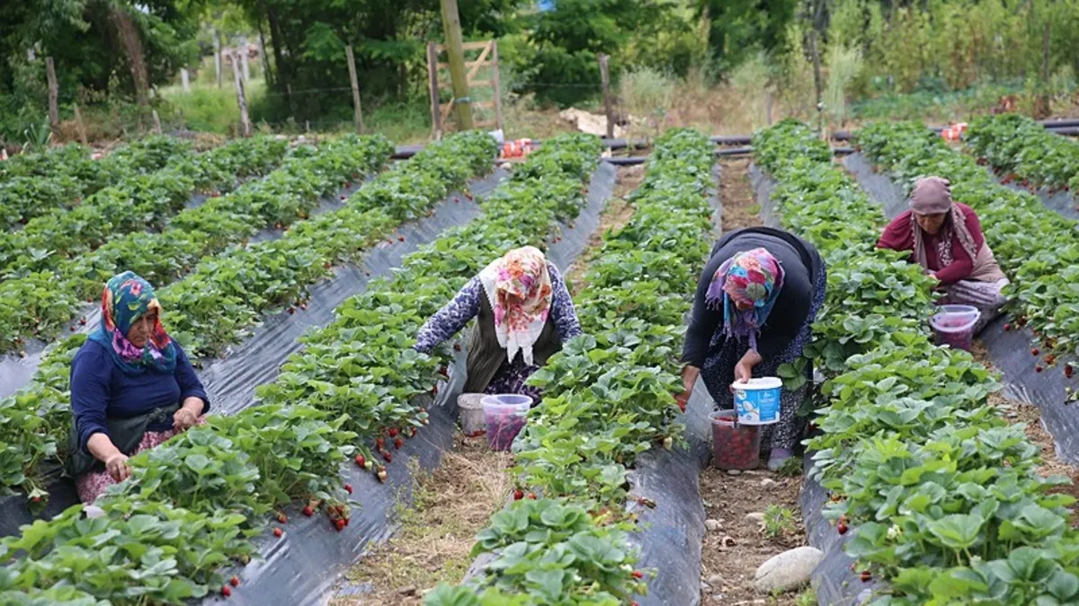 Ordu'da çilek hasadı başladı