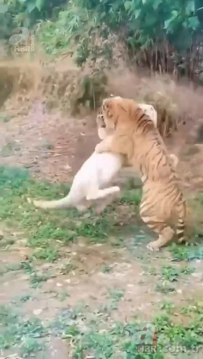 Beyaz aslan ve kaplanın karşılaşması nefesleri kesti! (Aslan Kaplan kavgası) 7