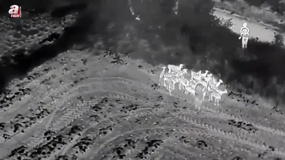 Kaybolan 27 küçükbaş dron yardımıyla bulundu