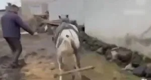 Ata eziyet eden kişilere ceza yağdı