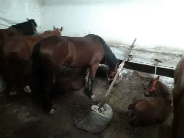 Son dakika | CHP’li İBB’nin sorumsuzluğu belgelendi! Atların ölümünde büyük ihmal