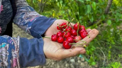 Kuzey yarımkürenin ilk kirazı hasat edildi