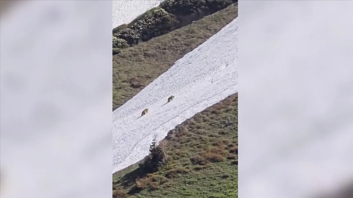 Artvin'de kara yoluna inen ayılar görüntülendi