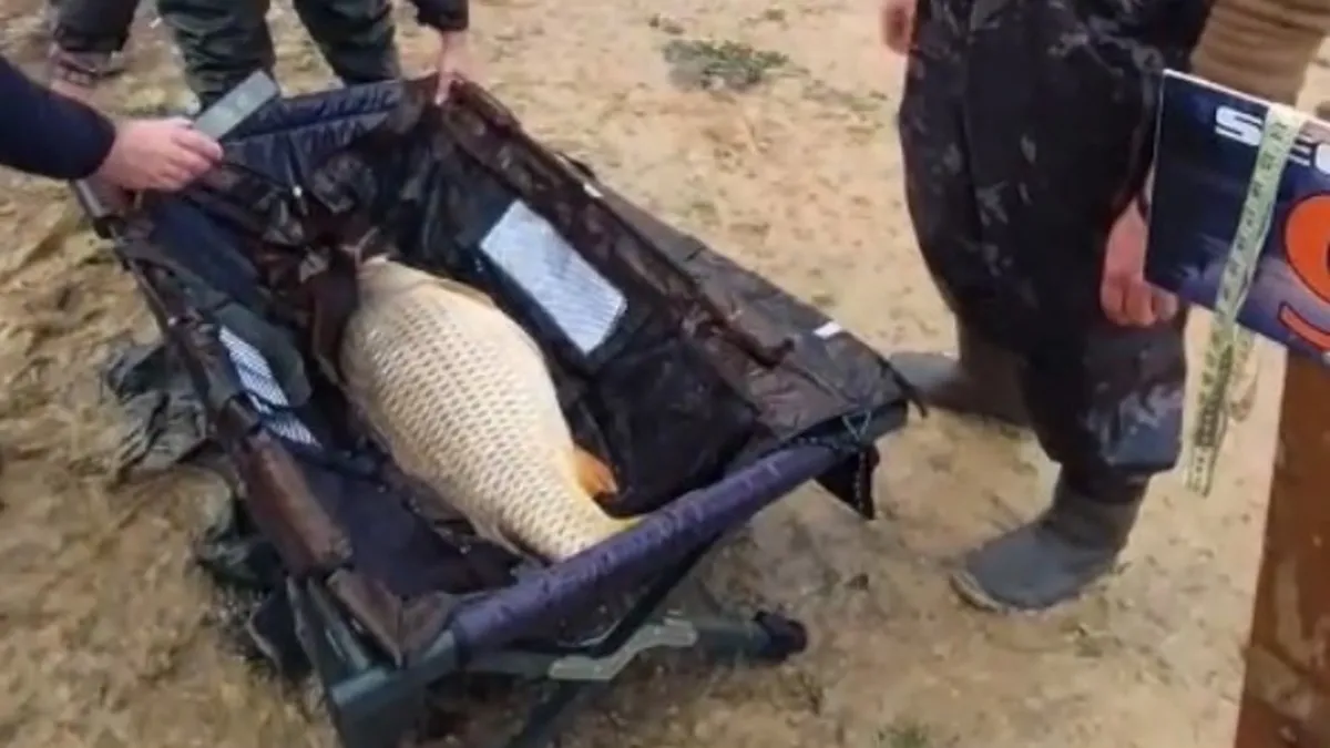 Ömerli Barajı'nda 12 kilo 770 gramlık sazan yakalandı