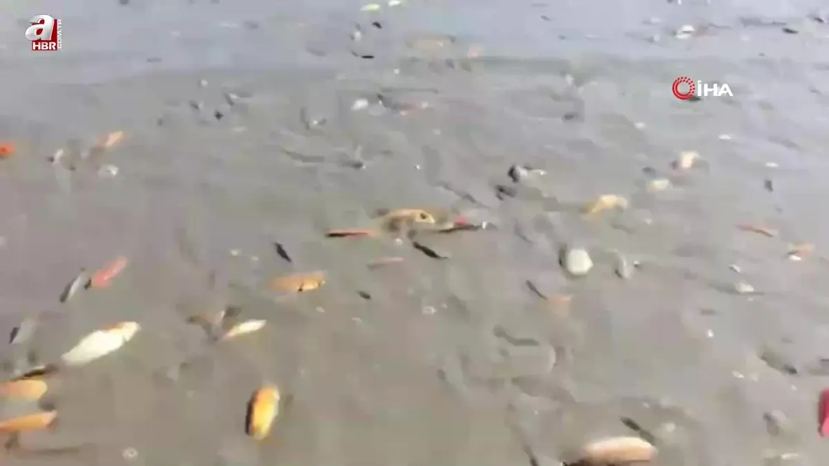 Siirt’te gölet kurudu: Balıklar telef oldu