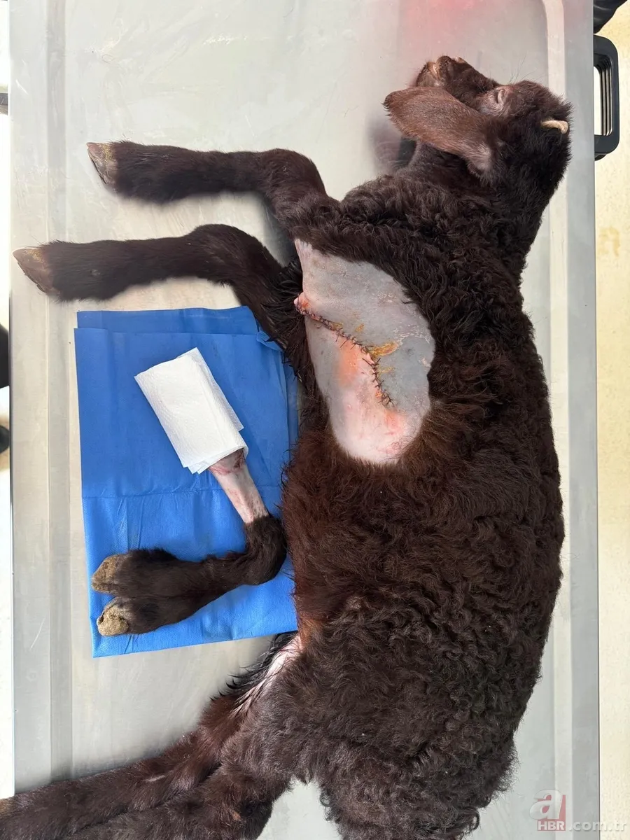 Iğdır’da hayrete düşüren olay! Kuzu 5 bacaklı dünyaya geldi... Ameliyat edildi 4