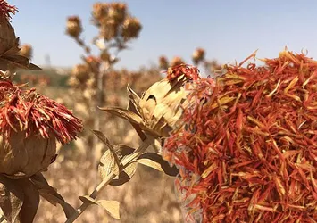 Cayır cayır yağ yakıyor!