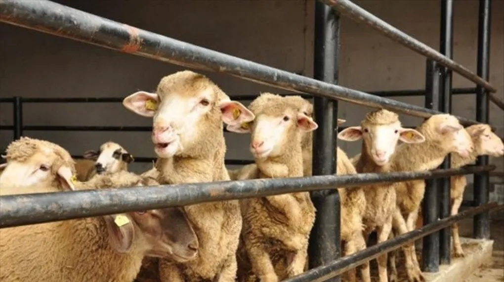Kurban Bayramı denince aklınıza ne geliyor?