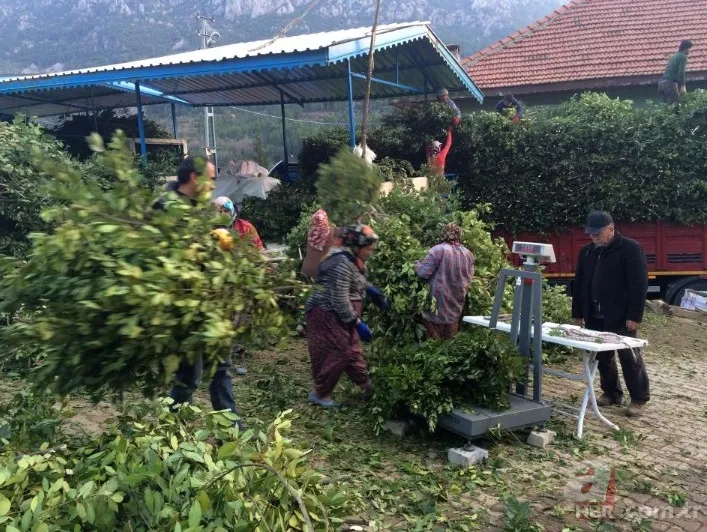 Kendiliğinden yetişiyor 100 aileye gelir kaynağı! Amerika ve Avrupa ülkelerine gönderiliyor 9