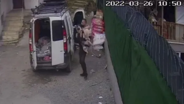 İBB'nin bu canlılarla alıp veremediği ne? İğne vurup ölüme terk ettiler - 2