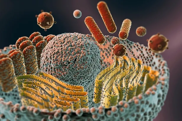 adenovirus-nedir-belirtileri-neler-adenovirus-enfeksiyonu-bulasici-mi-nasil-bulasir-tedavisi-neler-1707374538747.jpg Adenovirüs nedir, belirtileri neler? Adenovirüs enfeksiyonu bulaşıcı mı, nasıl bulaşır, tedavisi neler? - 4