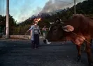 Hayvanları korumak için canlarını yok saydılar