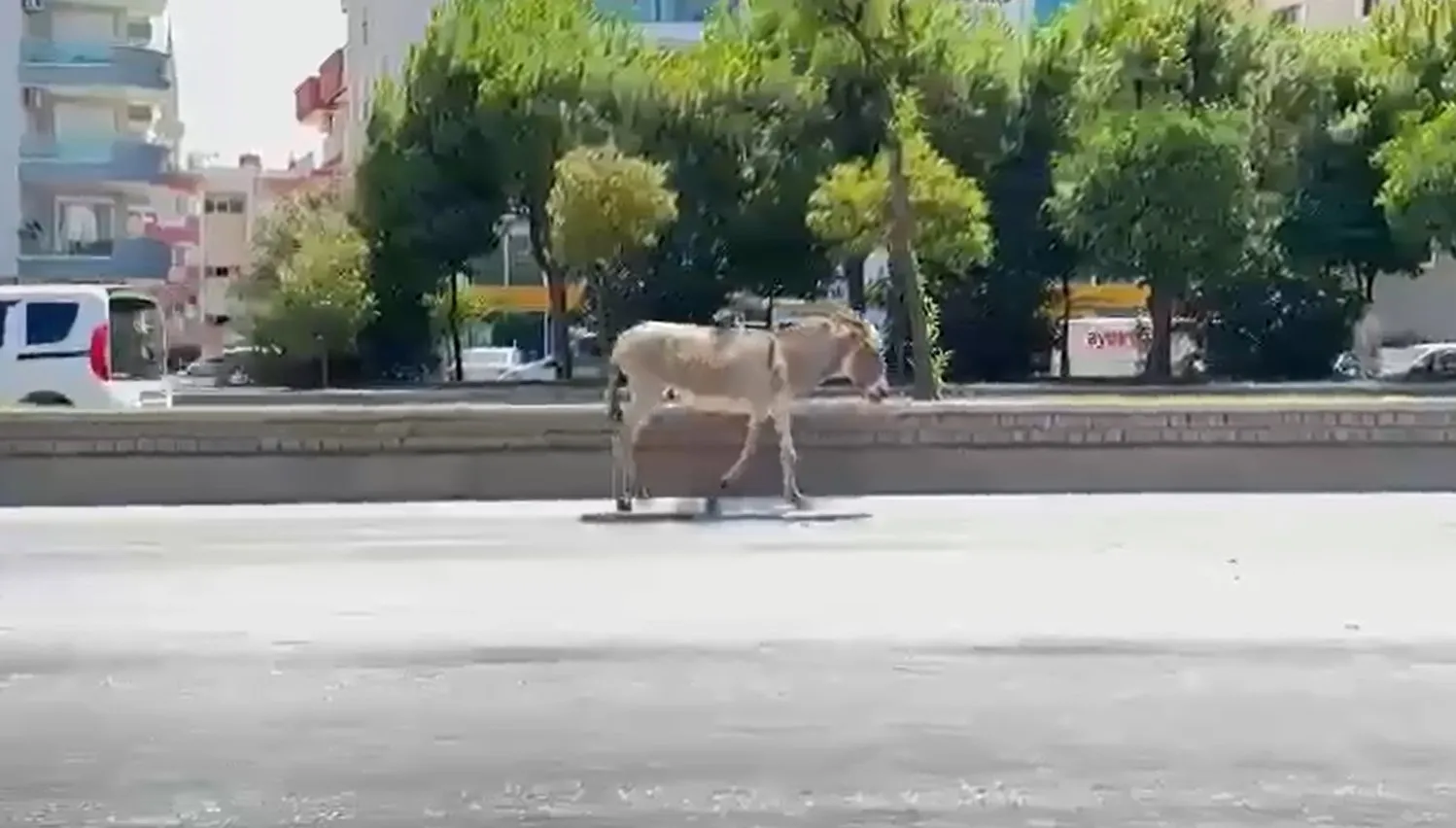 Aydın’da sahipsiz eşek sürücülere zor anlar yaşattı!