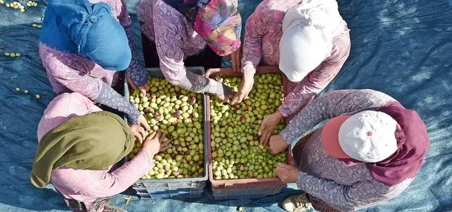 Türkiye tarihinde bir ilk! Sofralık zeytin ihracatında rekor