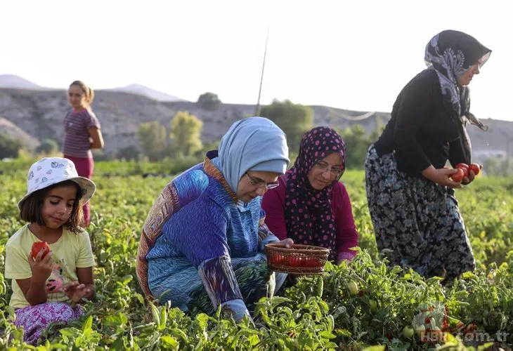 Emine Erdoğan Ayaş’ta çiftçi kadınlar bir araya geldi! Domates topladı kışlık menemen yaptı