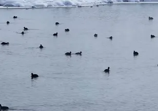 Kaz Gölü'nde kuşlar görenleri mest etti!