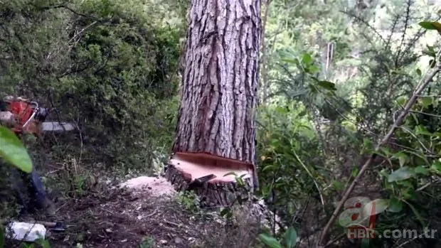 Yol yapımı sırasında bulundu! Milyonlarca yıllık… 18