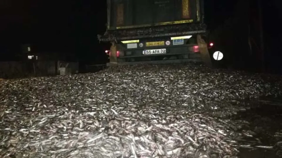 Tonlarca hamsi yola saçıldı, kepçe ile toplandı