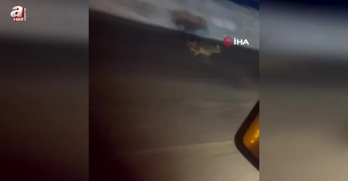 Yola inen vaşak kamerada