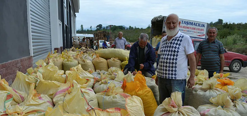Toprak Mahsulleri Ofisi fındık alımına başladı
