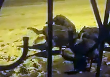 Sivas'ta köye inen 8 kurt köpeği parçaladı! O anlar kamerada