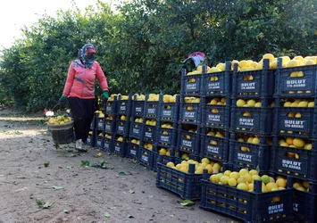 Limon halde 1 markette 5 TL!