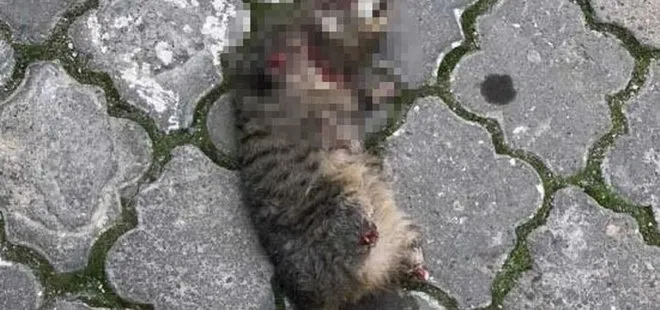 Manisa’da seri kedi katilinin bulunması için özel ekip kuruldu