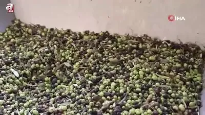 Adana’da zeytinin yağ yolculuğu